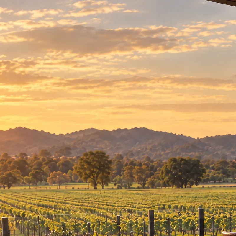 Sunset sky over distant hills above the vineyard.
